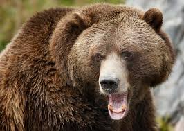 Upswing in grizzly attacks, black bear encounters not a reason to panic |  CBC News