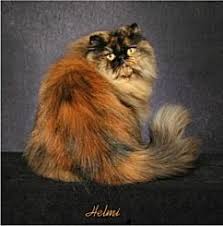 Black And Orange Tortoiseshell Kitten Torbies And Torties Beautiful Cats Tortoiseshell Tabby Persian Cat