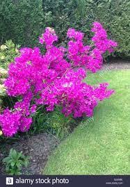 Azalea Blue Danube Google Search Azaleas Plants Garden