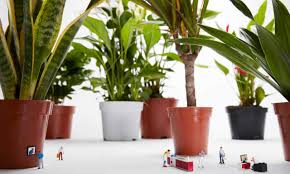Providing a range of indoor pot plants for sale online in the uk. House Plants The New Bloom Economy Plants The Guardian