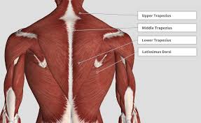 The shoulder joint is the connection between the chest and the upper extremity. Introduction Anatomy Thoracic The Gap Physio