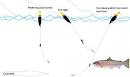 Best line for River Steelhead Fishing? - t