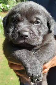 Je kan voor meer informatie over fokkers in nederland contact opnemen met de labrador kring nederland. Labrador Puppies For Sale In Dogs And Puppies In South Africa Junk Mail