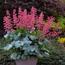 Nowadays, i rely a lot on shrubs for fragrance, since many bloom longer than their herbaceous counterparts. Overwintering Pretty Potted Perennials And Shrubs Proven Winners