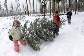 Buffalo Creek Christmas Tree Cutting 2022 Where And How To Cut Down Your Own Christmas Tree In Colorado — The Know