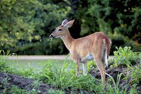 Maybe you would like to learn more about one of these? Deer Proofing Roses How To Prevent Deer Damage To Rose Bushes