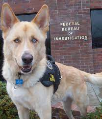 Check spelling or type a new query. The Essential Guide To The Gerberian Shepsky German Shepherd X Husky Mix Shepherd Sense