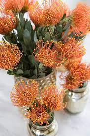 Wedding Flower Power The Pretty Pin Cushion Protea Flower Wedding Flowers Pin Cushions