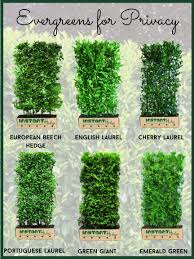 Best Privacy Hedges For Your Garden Front Yard Landscaping Ideas With Hedges Evergreen Landscape Front Yard Yard Landscaping Front Yard Landscaping