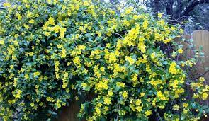 Maybe you would like to learn more about one of these? Early Spring In Austin Texas Yellow Flowering Shrub Landscaping Plants Flowering Shrubs