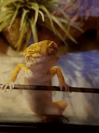 Check spelling or type a new query. Gecko Gifs Tenor