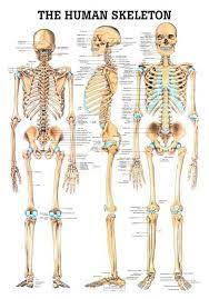 Macroscopic anatomy, or gross anatomy, is the examination of an animal's body parts using unaided eyesight. Human Skeletal System Poster Skeleton Anatomy Human Skeleton Anatomy Anatomy Bones