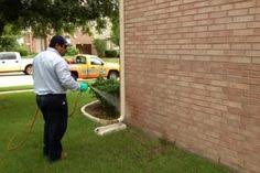 Top pest control services in katy, tx. 27 Pest Control In Houston Ideas Pest Control Pest Control Services Pests