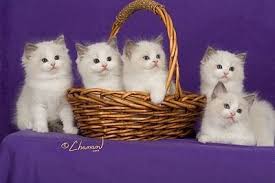 Birman Kittens For Sale Usa Chloe Kittens Ragdoll Kitten Ragdoll Cattery Ragdoll Cat