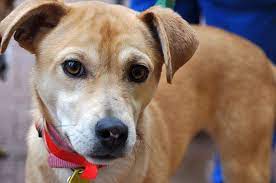 My Name Is Tabitha And I M A Small Lab Feist Mix Looking For My New Forever Home In The Dc Area Visit Ruraldogrescue Com For More Deta Rescue Dogs Dogs Rescue