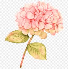 Pink rose png image picture download format: Icture Transparent Download Free Premium Stock Photos Hydrangea Pink Watercolor Flowers Png Image With Transparent Background Toppng