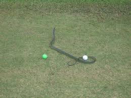 Snake On The Golf Course Mission Beach Golf Courses Garden Tools
