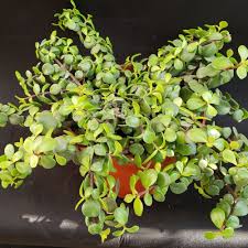 Image result for Portulacaria