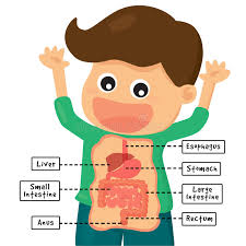 Out of these, the cookies that are categorized as necessary are stored on your browser as they are essential for the working of basic functionalities of the website. Vector Illustration Of Human Digestive System For Kids Stock Vector Illustration Of Organ Colon 77537033