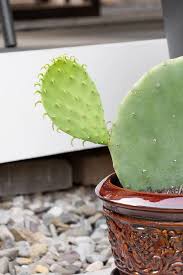 Large desert cacti, such as prickly pear (opuntia spp.), hardy in u.s. How To Propagate Prickly Pear Cactus Using Pads
