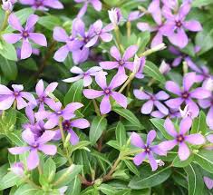 Image result for Catharanthus