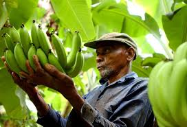 Image result for fairtrade farmers