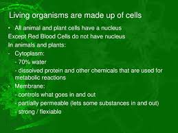 Check spelling or type a new query. Ppt Animal Plant Cell Powerpoint Presentation Free Download Id 2065086