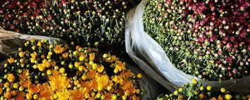 Meet the Gilmer Family