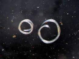 We did not find results for: Cacing Gelang Habitat Ciri Ciri Daripada Cacing Gelang