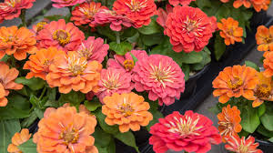 Maybe you would like to learn more about one of these? Our Favorite Annual Plants For Sun Shade And In Between Mulhall S