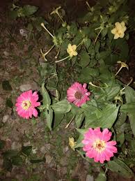 Bunga kancing (gomphrena) adalah tanaman hias dengan tampilan yang mungil. Bunga Merah Yang Indah Di Malam Hari Steemit