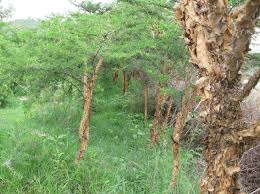 Image result for Acacia abyssinica