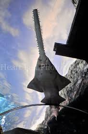 Sword Fish Sea Animals Cool Sea Creatures Ocean Creatures Sea Animals