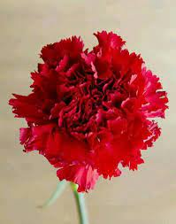 My Flowers 3 Red Carnation Carnations Carnation Flower