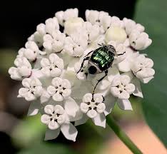 Asclepias Variegata Redwing Milkweed White Flowered Milkweed White Milkweed North Carolina Extension Gardener Plant Toolbox