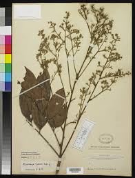 Image result for Aporrhiza