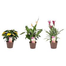 Check spelling or type a new query. Costa Nursery Tropical Plants Shade Of Summer Collection Cover Pot 8 Assorted Sho06 Rona