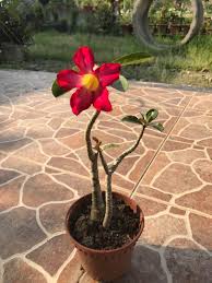 Plaza andares guadalajara place india pizza maker cartoon pixies cover pink horses ropa photo. Pokok Bunga Kemboja Frangipani Home Furniture Gardening On Carousell