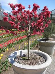 Bulk options 10 for $30 15 for $45 20 for $60. Growing Dwarf Fruit Trees Hgtv