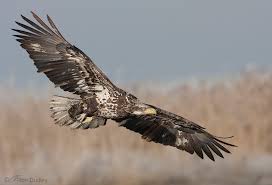 A Guide To Aging Bald Eagles Feathered Photography