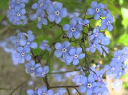 • vestile sunt de la al treilea. Prozodie Floare Albastra