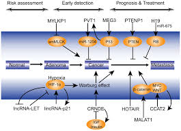 If your loved one is dying from colon cancer, they most likely have diffuse metastases —or the spread of cancer outside of their colon to other organs and lymph nodes, as well as tumors in and around their colon. Involvement Of Long Non Coding Rna In Colorectal Cancer From Benchtop To Bedside Review