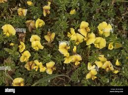 Image result for Crotalaria platysepala