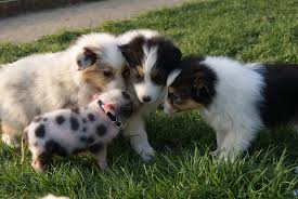 Le berger australien est un chien assez récent, puisque ses standards n'ont été admis en effet, le berger australien voit ses origines parmi les pasteurs basques, qui avaient besoin de chiens. Les Costys Du Tomberg Elevage Berger Australien