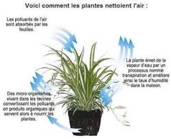6 Plantes A Faire Pousser Dans Votre Chambre Pour Ameliorer Votre Sante Plante Plantes Depolluantes Cadre Vegetal