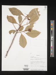 Image result for Turraea robusta