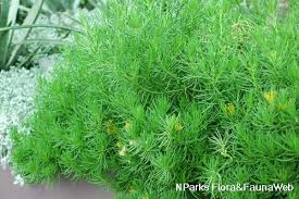 Image result for Kleinia grantii