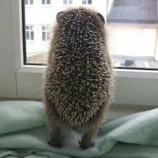 Pin By Oili Paaskoski On Animals Cute Animals Hedgehog Pet Cute Baby Animals
