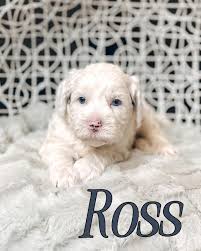 Southern Meadows Doodles added...