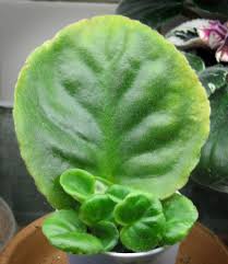 We did not find results for: African Violets How To Achieve Constant Bloom Kevin Lee Jacobs